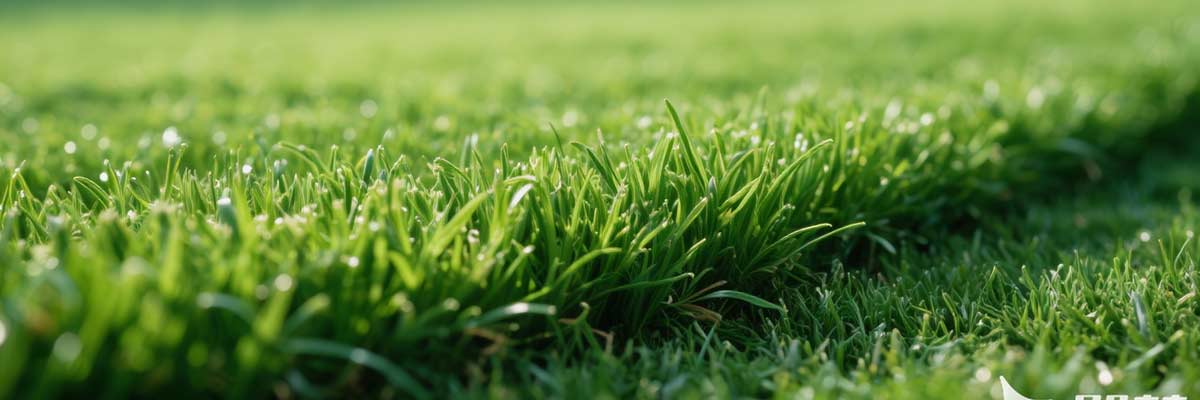 Rasenlüfter Rasenlüfter